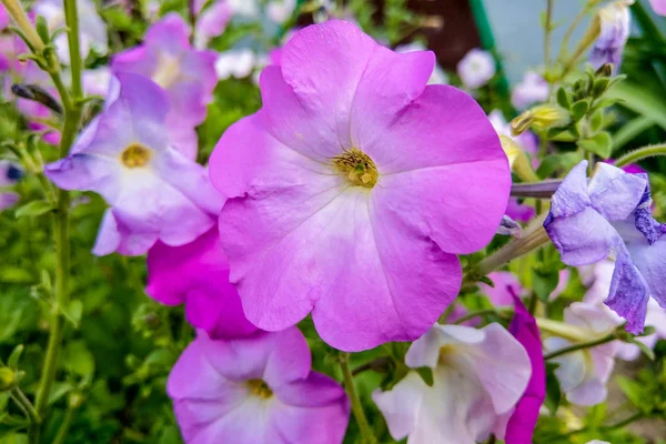 Geranium Grandiflorum, Regal Geranium. Jeanette da elegância. flor . — Fotografia de Stock