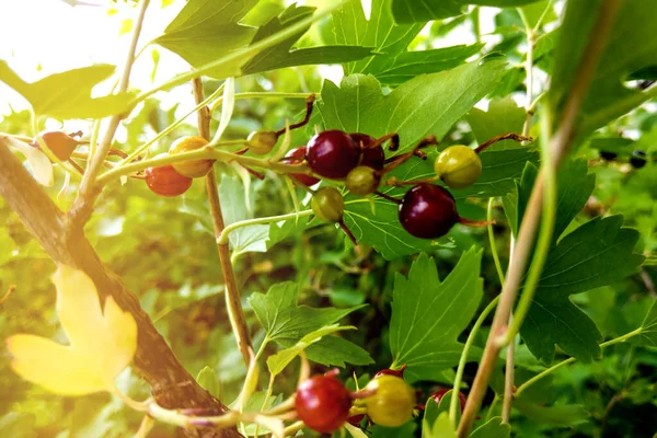 Groselhas vermelhas maduras penduradas em arbustos prontos para a colheita. — Fotografia de Stock