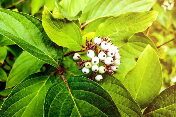 白色的蓝莓，花园中的兰迪雅奇奇塔. — 图库照片