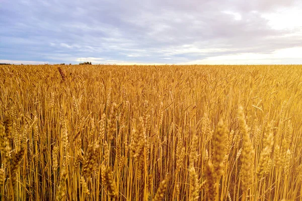 Veld van tarwe onder bewolkte hemel, natuur. — Stockfoto