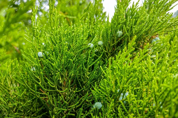 녹색 잎이 우거진 주니퍼 즉 주니퍼 러스 수평으로 뻗어 있는 모습. — 스톡 사진