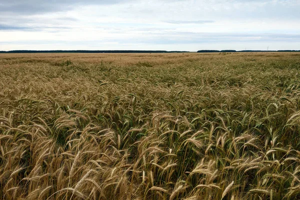 Gouden oren van tarwe op het veld. Natuur — Stockfoto