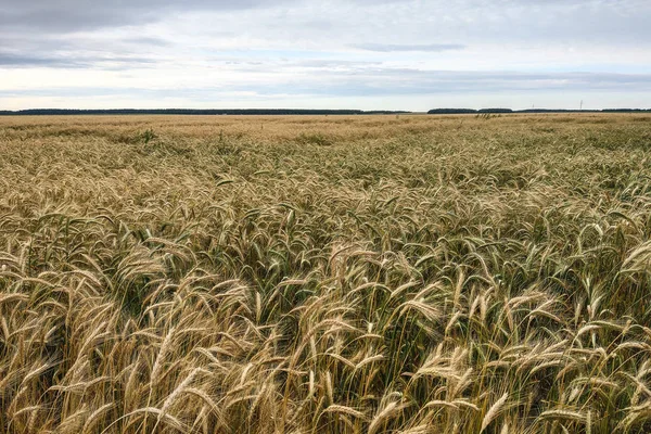 麦畑は黄金の色で熟し、自然な背景を閉じます。収穫の概念. — ストック写真