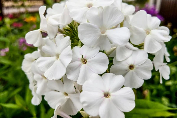 Flores de flox branco em um fundo preto, natureza . — Fotografia de Stock