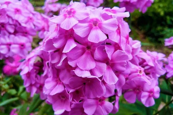 Makro fotka z nádherné květiny Phlox. Phlox květina s fialovou fialovou okvětní. Kvetoucí Phlox roste na louce na pozadí rostlin a trávy. — Stock fotografie