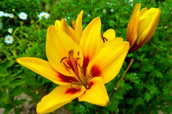 Sarı Lily Çiçekleri Bahçede, doğa. — Stok fotoğraf