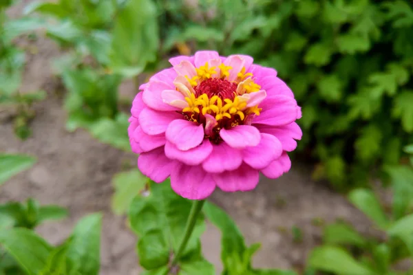 Rosa zinnia elegans blommor. Vanlig zinnia blommar i trädgården. — Stockfoto