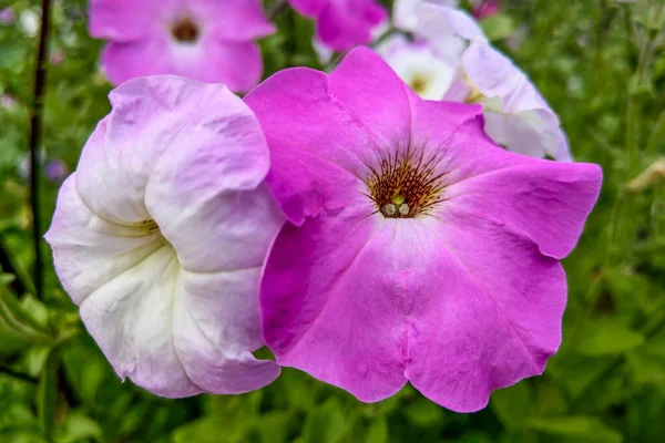 Colorful petunia flowers close up in garden. — 스톡 사진