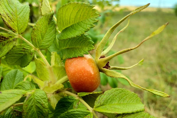 Cão rosa frutas vermelhas. Cão-rosa bagas no ramo com folhas verdes, fundo de outono brilhante . — Fotografia de Stock