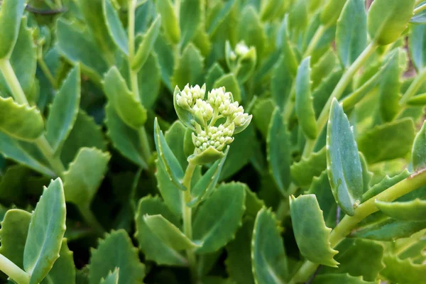 Закрытый вид на домашнее растение зеленого сочного кактуса . — стоковое фото