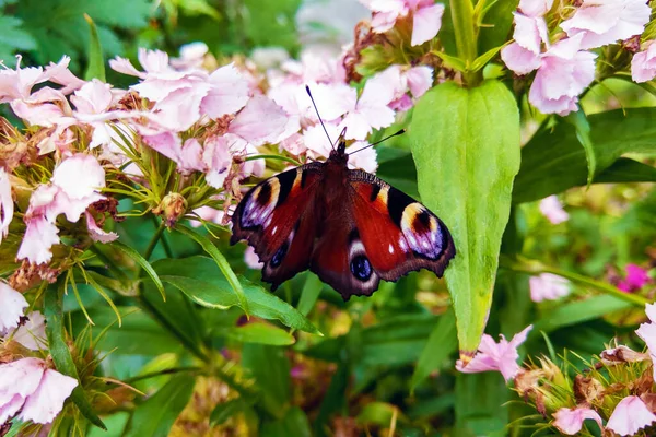 Uma borboleta multi-colorida bonita senta-se em flores em um dia claro ensolarado no jardim . — Fotografia de Stock