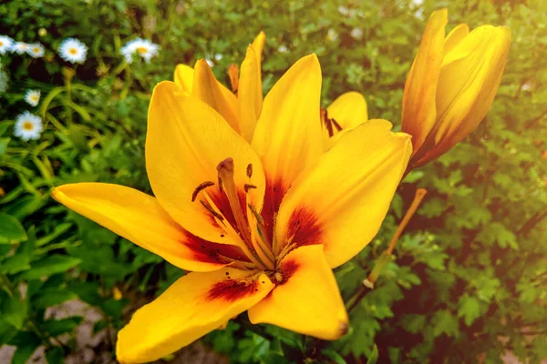 Macro foto naturaleza flor floreciente Lilium. Textura de fondo floreciendo flores amarillas lirio . — Foto de Stock