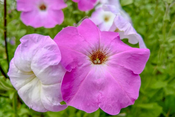 Flores de Petunia florecen en el jardín, la naturaleza —  Fotos de Stock