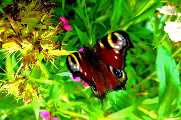 Закрыть бабочку на цветке в саду . — стоковое фото