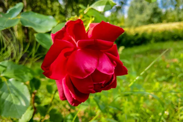 Détail des roses rouges dans le jardin. — Photo