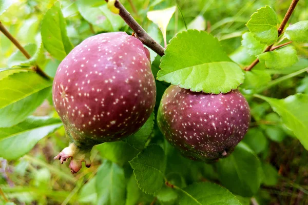 Kilátás egy zöld ág körte gyümölcsök a kertben. — Stock Fotó