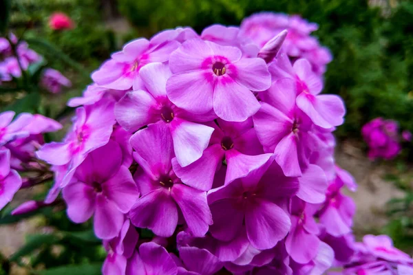 Purple flame flowers of phlox. Phlox paniculata. — Stock Photo, Image