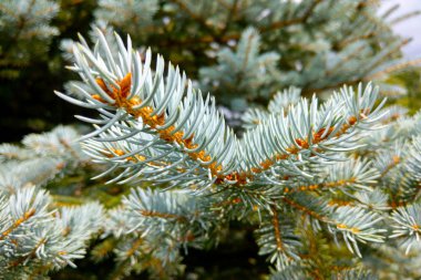 Cüce Colorado mavi ladin - Latince adı - Picea pungens Glauca Globosa.