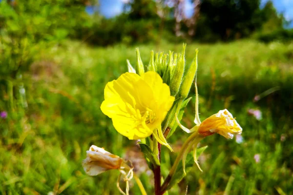 Wspólne krople słońca żółte kwiaty - Nazwa łacińska - Oenothera fruticosa subsp. jaskra. — Zdjęcie stockowe