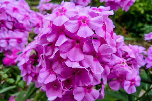 Flores cor de rosa phlox paniculatamer. Ramo florido de flox rosa no jardim de verão . — Fotografia de Stock