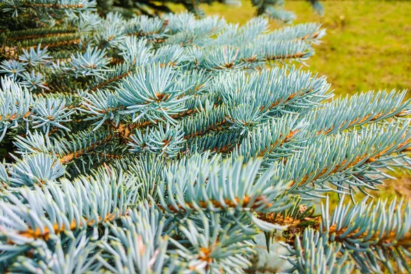 "Törpe" coloradói kék lucfenyő-Latin neve-Picea szúrós glauca globosa. — Stock Fotó