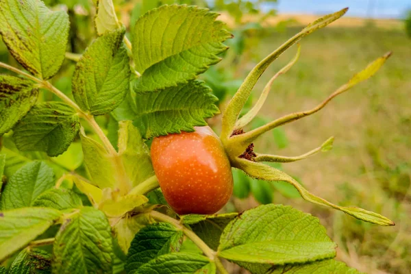 Close up wild rose hips bush in nature with bright wild rose or dog rose berries or fruits for a healthy eating on branches or twigs on the background of Autumn sun shining.