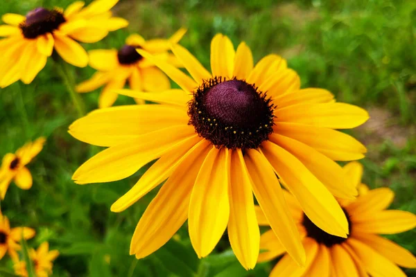 Uma flor de Susan Rudbeckia hirta de olhos negros no meio de um canteiro de flores . — Fotografia de Stock