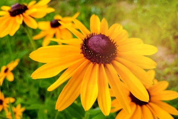 Una flor de ojos negros Susan Rudbeckia hirta en medio de un macizo de flores . — Foto de Stock