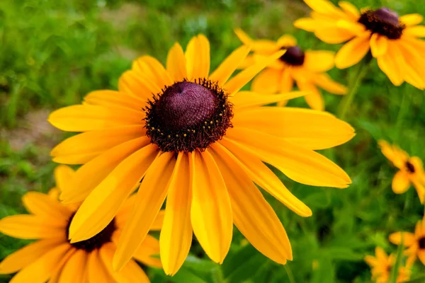 Una flor de ojos negros Susan Rudbeckia hirta en medio de un macizo de flores . — Foto de Stock