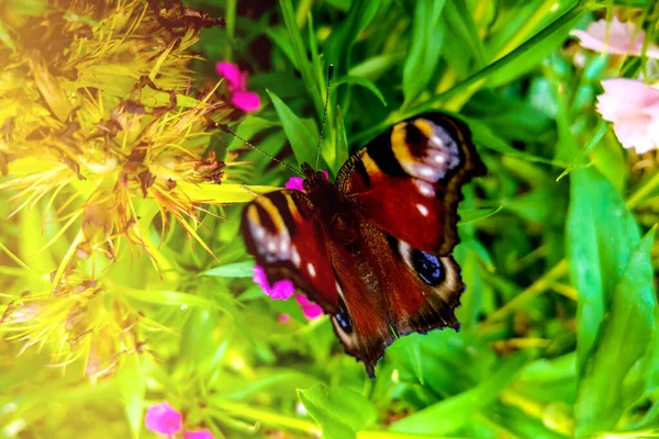 Krásný motýl na barevném květu v zahradě. — Stock fotografie