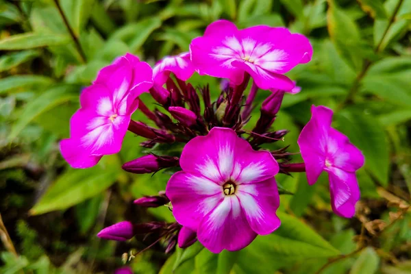 Phlox paniculata Jardim phlox em flor, natureza — Fotografia de Stock