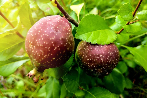 Vista de una rama verde con frutos de pera en el jardín . — Foto de Stock