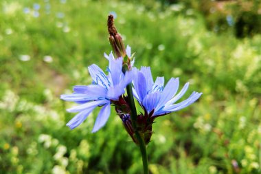 Yaz aylarında yaygın hindiba, mavi çiçekler yakın çekim.