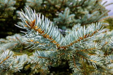 Blue Colorado Spruce Picea pungens Glauca Globosa 'nın dalları ve iğneleri.