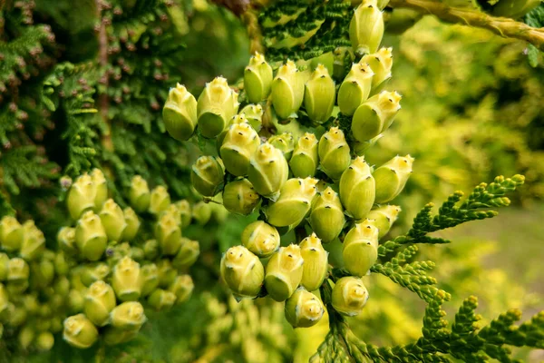 Rama de enebro textura verde aguja fondo. El arbusto de Juniperus communis es un árbol de coníferas de hoja perenne como fondo. Fondo con ramas de enebro crecen de cerca — Foto de Stock