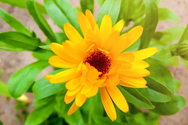 Virág levelekkel Calendula, kert vagy angol marigold elmosódott zöld háttér. Calendula a napsütéses nyári napon. Gyógyászati napendula gyógynövény közelsége. — Stock Fotó