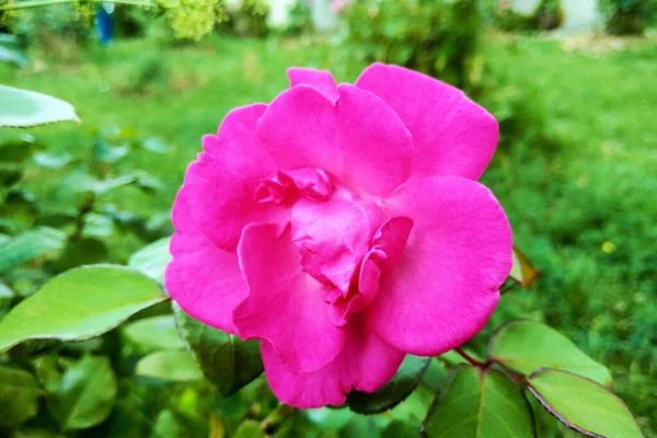 Belas rosas brilhantes no jardim em um dia claro ensolarado . — Fotografia de Stock