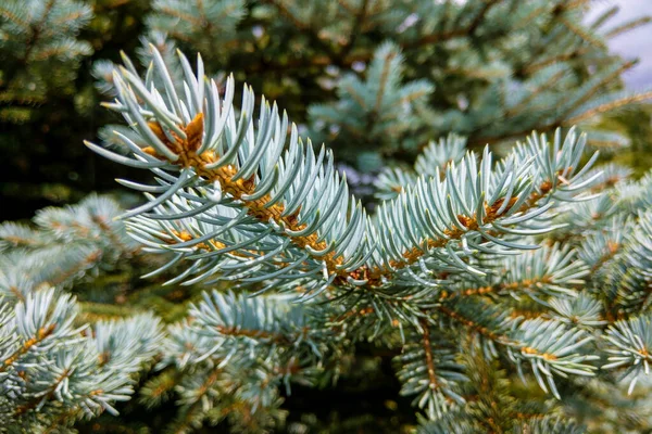 Blue Colorado Spruce Picea pungens Glauca Globosa 'nın dalları ve iğneleri.