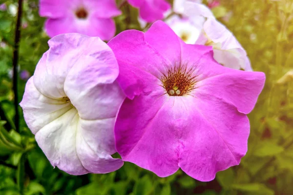 Petunia blommor blommar i trädgården, naturen. — Stockfoto