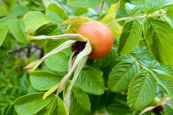 Cão rosa frutas vermelhas. Cão-rosa bagas no ramo com folhas verdes, fundo de outono brilhante . — Fotografia de Stock