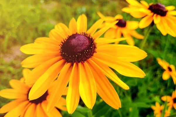 Rudbeckia hirta, a Susan de olhos negros no jardim de flores no verão . — Fotografia de Stock