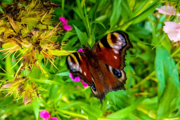 Borboleta bonita em flor colorida no jardim . — Fotografia de Stock