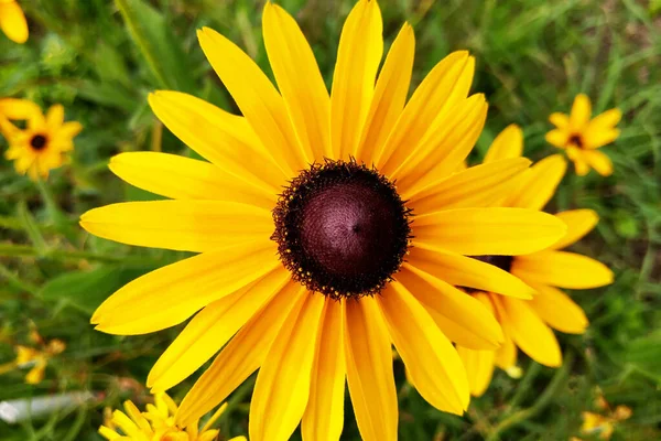 Rudbeckia amarillo brillante o flores de Susan de ojos negros. — Foto de Stock
