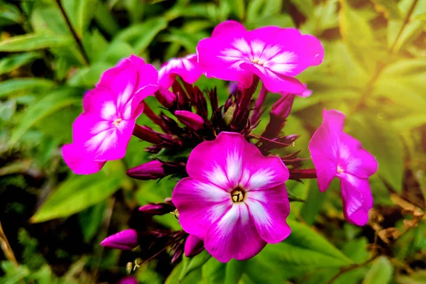 Flores roxas phlox paniculata. Floração ramo de flox roxo no jardim em tempo chuvoso. Foco seletivo desfocado suave. — Fotografia de Stock