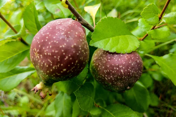 Peras frescas y jugosas en la rama del peral. Peras ecológicas en ambiente natural. Cultivo de peras en el jardín de verano. — Foto de Stock