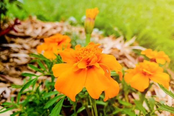 Az Asteraceae vagy Compositae családba tartozó körömvirág narancs. — Stock Fotó