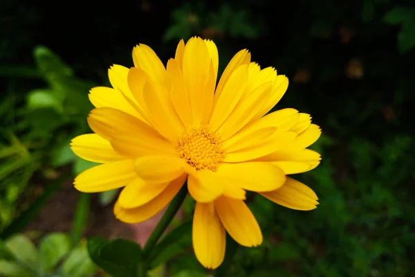 Asteraceae o Compositae es una familia muy grande y extendida de plantas con flores. . —  Fotos de Stock