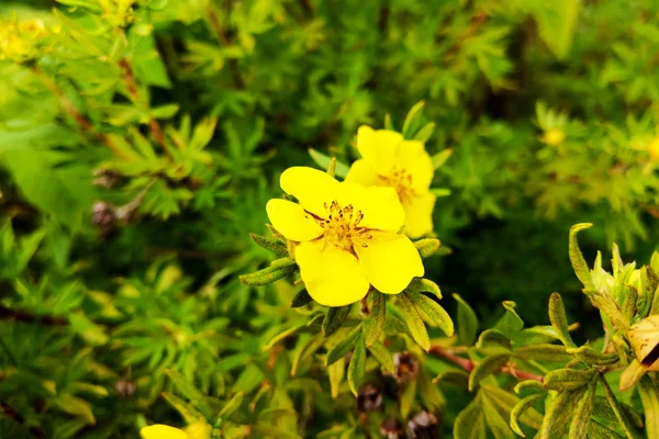 Gotas de sol comuns flores amarelas - nome latino - Oenothera fruticosa subsp. glauca . — Fotografia de Stock