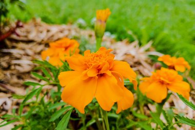 Marigolds. Tagetes erecta, Mexican marigold, Aztec marigold, African marigold.
