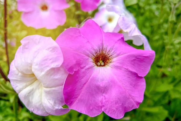 Flores Petúnia florescer no jardim, natureza . — Fotografia de Stock